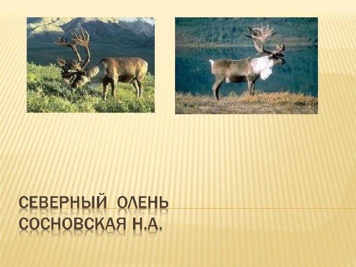 Тема 11.  Типовые нарушения системы иммунобиологического надзора (ИБН). Занятие № 1.  Типовые