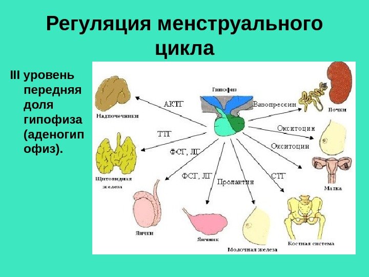 Регуляция менструального цикла III у ровень  передняя доля гипофиза (аденогип офиз). 