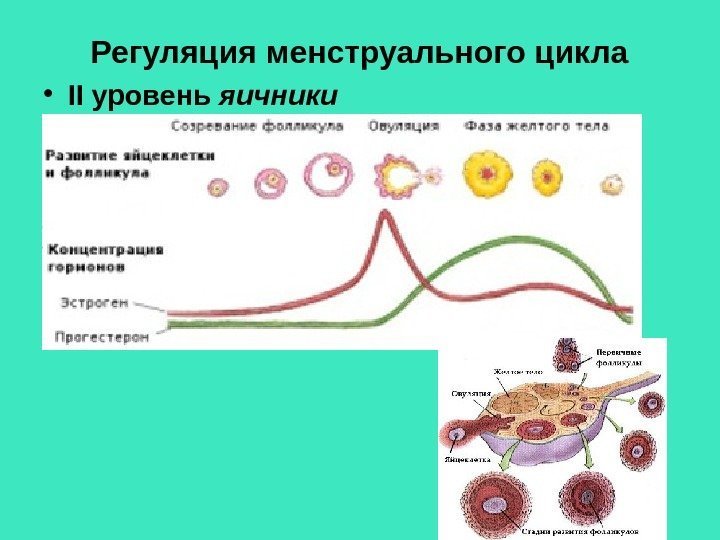 Регуляция менструального цикла • II уровень яичники 