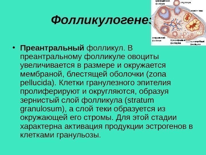 Фолликулогенез • Преантральный фолликул. В преантральному фолликуле овоциты увеличивается в размере и окружается мембраной,