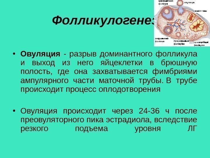 Фолликулогенез • Овуляция  - разрыв доминантного фолликула и выход из него яйцеклетки в