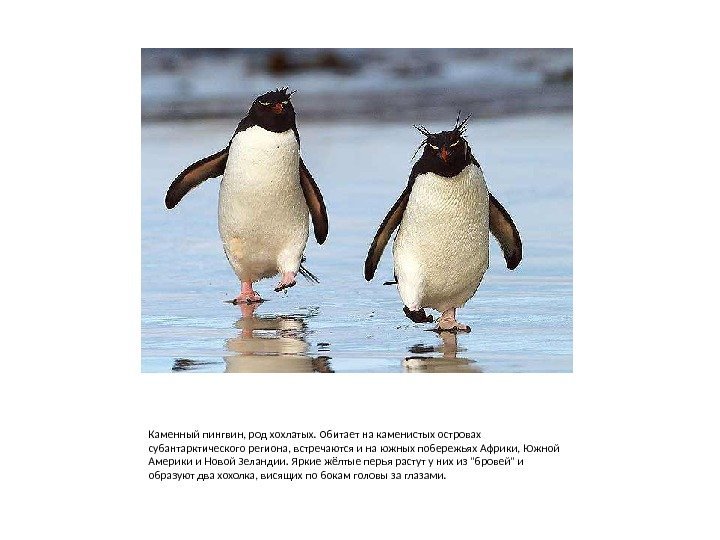 Каменный пингвин, род хохлатых. Обитает на каменистых островах субантарктического региона, встречаются и на южных