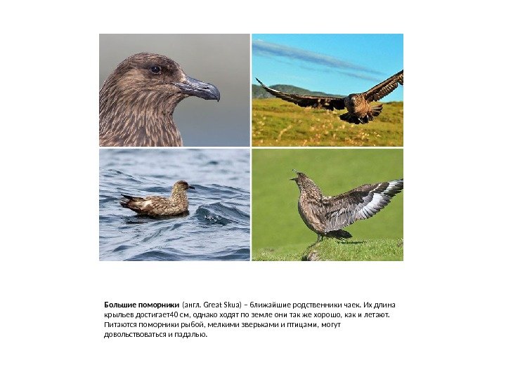 Большие поморники (англ. Great Skua) – ближайшие родственники чаек. Их длина крыльев достигает40 см,