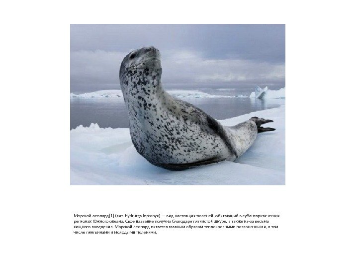 Морской леопард[1] (лат. Hydrurga leptonyx) — вид настоящих тюленей, обитающий в субантарктических регионах Южного