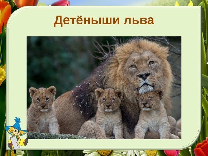 Детёныши льва 