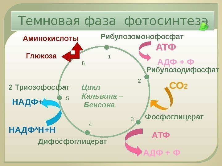 Рибулозодифосфат Фосфоглицерат Дифосфоглицерат 2 Триозофосфат Глюкоза Рибулозомонофосфат СО 2 АТФНАДФ*Н+Н АДФ + ФАминокислоты 1