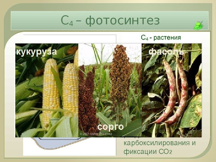 С 4 – фотосинтез С 4 -метаболизм:  пространственное разделение карбоксилирования и фиксации СО