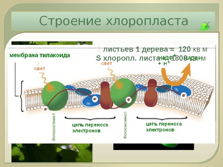 Строение хлоропласта S листьев 1 дерева = 120 кв м S хлоропл. листа 