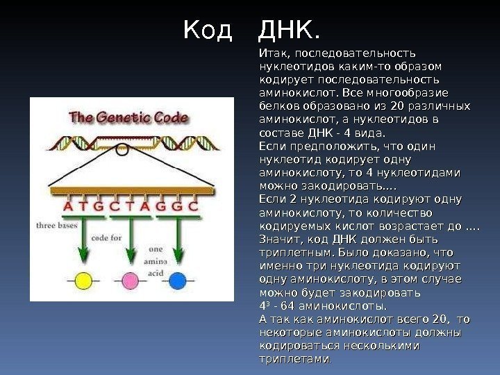 Итак, последовательность нуклеотидов каким-то образом кодирует последовательность аминокислот. Все многообразие белков образовано из 20