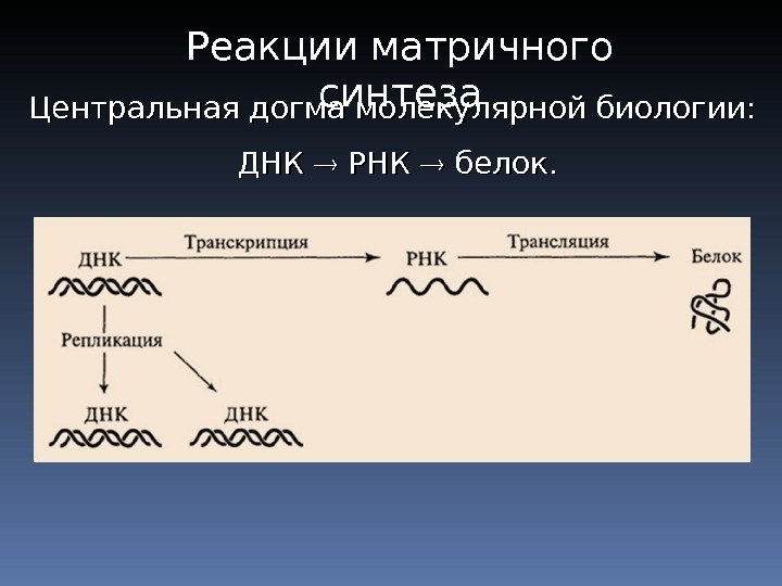 Центральная догма молекулярной биологии: ДНК  РНК  белок. Реакции матричного синтеза 