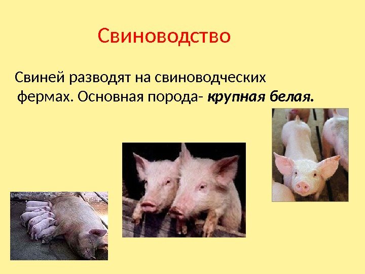Свиноводство Свиней разводят на свиноводческих фермах. Основная порода- крупная белая. 