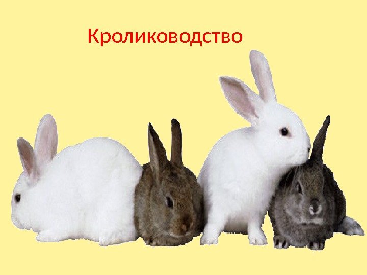 Кролиководство 