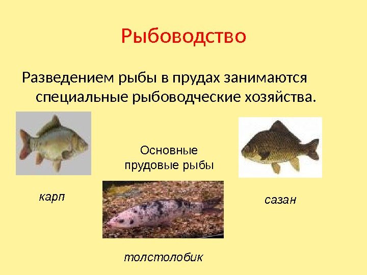 Рыбоводство Разведением рыбы в прудах занимаются специальные рыбоводческие хозяйства. Основные прудовые рыбы карп сазан