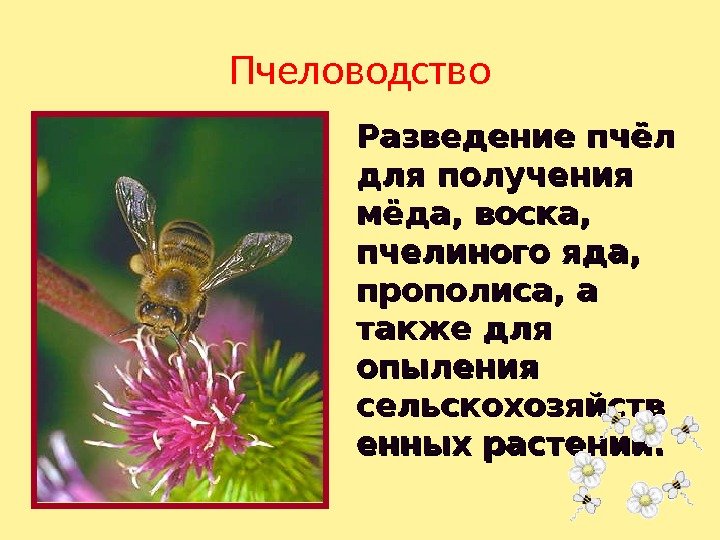 Разведение пчёл для получения мёда, воска,  пчелиного яда,  прополиса, а также для