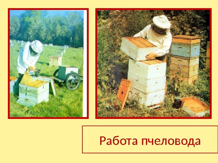 Работа пчеловода 