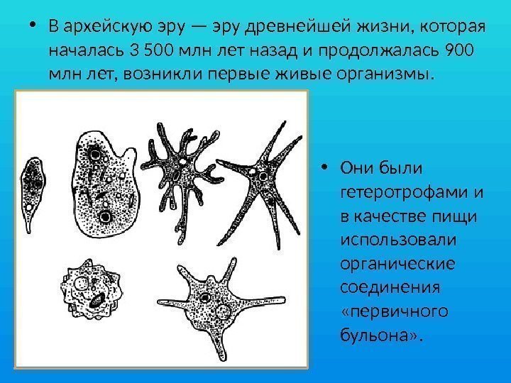  • Они были гетеротрофами и в качестве пищи использовали органические соединения  «первичного