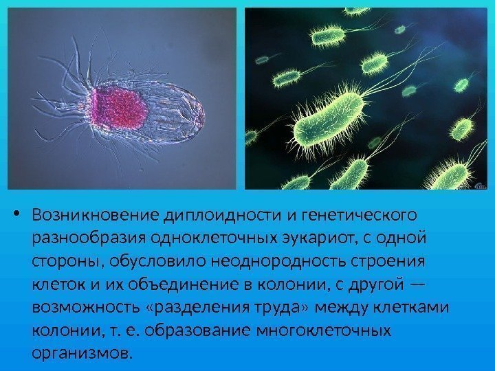  • Возникновение диплоидности и генетического разнообразия одноклеточных эукариот, с одной стороны, обусловило неоднородность