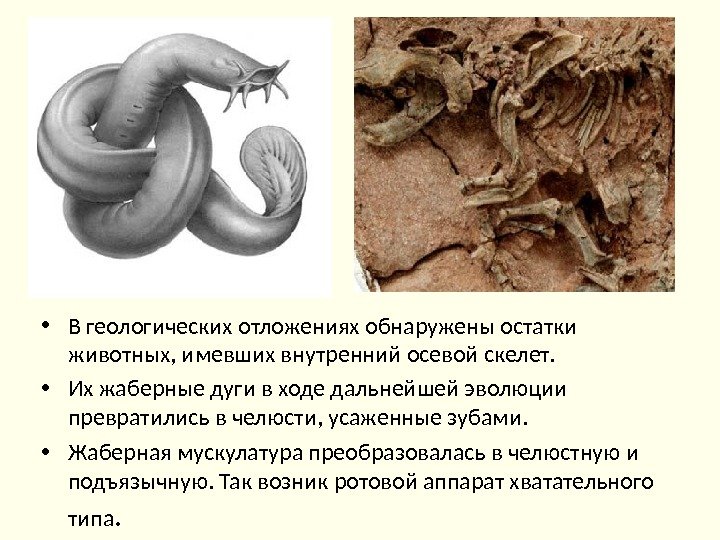  • В геологических отложениях обнаружены остатки животных, имевших внутренний осевой скелет.  •