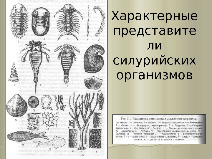 Характерные представите ли силурийских организмов 