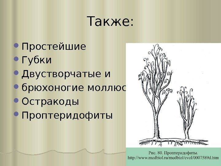 Также:  Простейшие Губки Двустворчатые и  брюхоногие моллюски Остракоды Проптеридофиты 