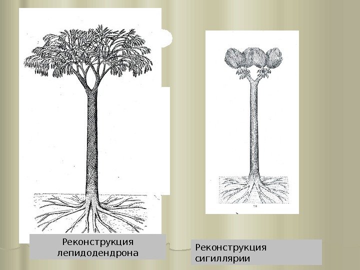 Реконструкция лепидодендрона Реконструкция сигиллярии 