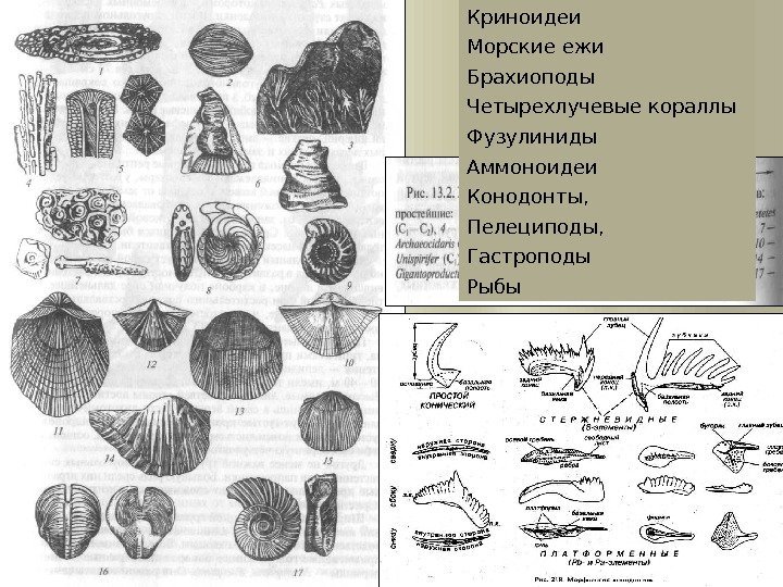 Криноидеи Морские ежи Брахиоподы Четырехлучевые кораллы Фузулиниды Аммоноидеи Конодонты,  Пелециподы,  Гастроподы Рыбы