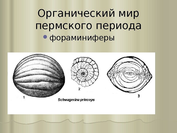 Органический мир пермского периода фораминиферы 