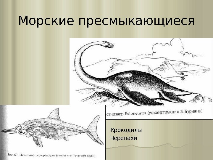 Морские пресмыкающиеся Крокодилы Черепахи 