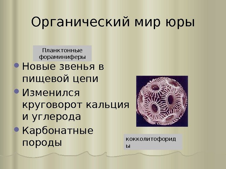 Органический мир юры кокколитофорид ы. Планктонные фораминиферы Новые звенья в пищевой цепи Изменился круговорот