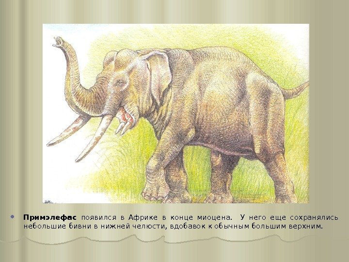  Примэлефас появился в Африке в конце миоцена. У него еще сохранялись небольшие бивни