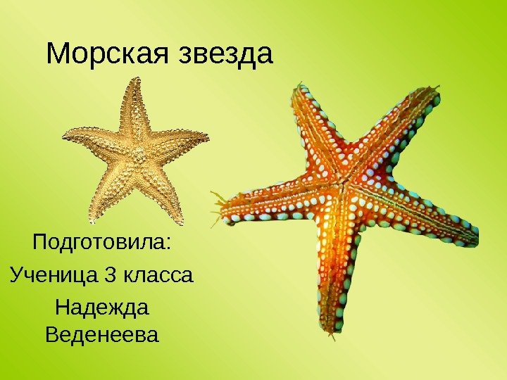 Морская звезда Подготовила: Ученица 3 класса Надежда Веденеева 