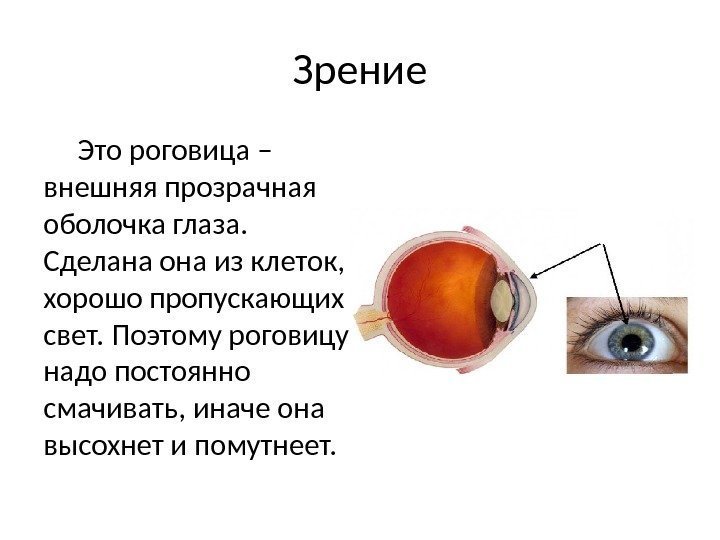 Зрение Это роговица – внешняя прозрачная оболочка глаза.  Сделана она из клеток, 