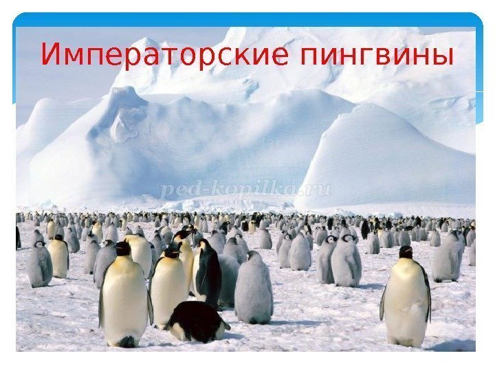 Императорские пингвины  