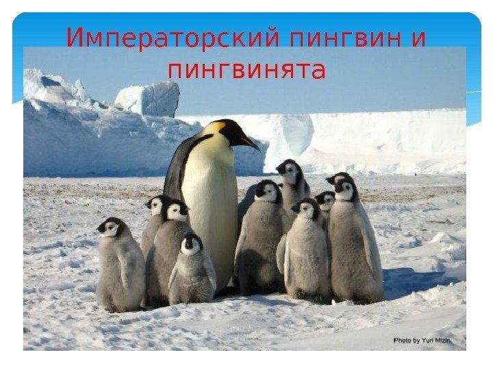 Императорский пингвин и пингвинята  