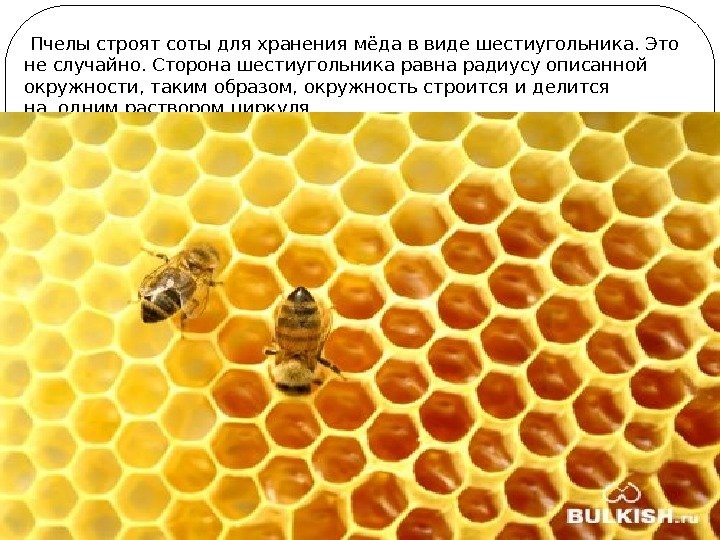  Пчелы строят соты для хранения мёда в виде шестиугольника. Это не случайно. Сторона
