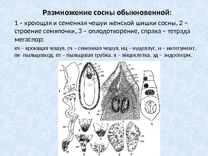 Размножение сосны обыкновенной: 1 – кроющая и семенная чешуи женской шишки сосны, 2 –