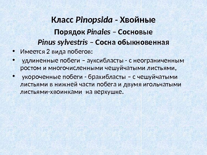Класс Pinopsida - Хвойные Порядок Pinales – Сосновые Pinus sylvestris – Сосна обыкновенная •