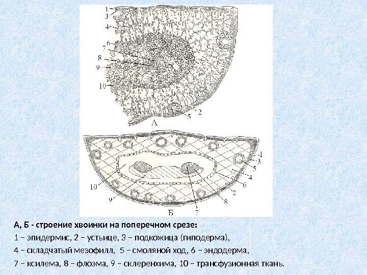 А, Б - строение хвоинки на поперечном срезе: 1 – эпидермис, 2 – устьице,