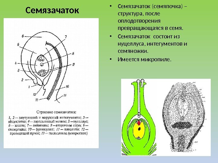 Семязачаток • Семязачаток (семяпочка) – структура, после оплодотворения превращающаяся в семя.  • Семязачаток