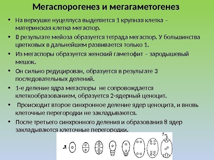 Мегаспорогенез и мегагаметогенез  • На верхушке нуцеллуса выделяется 1 крупная клетка – материнская
