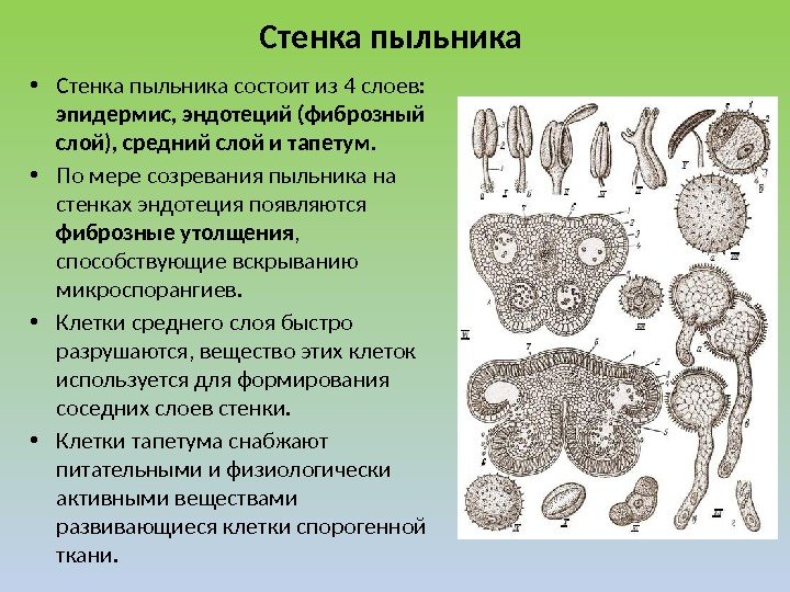 Стенка пыльника  • Стенка пыльника состоит из 4 слоев:  эпидермис, эндотеций (фиброзный