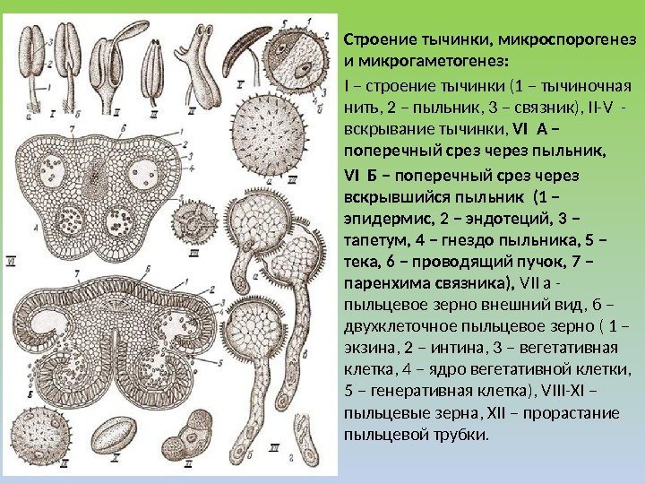 Строение тычинки, микроспорогенез и микрогаметогенез: I – строение тычинки (1 – тычиночная нить, 2