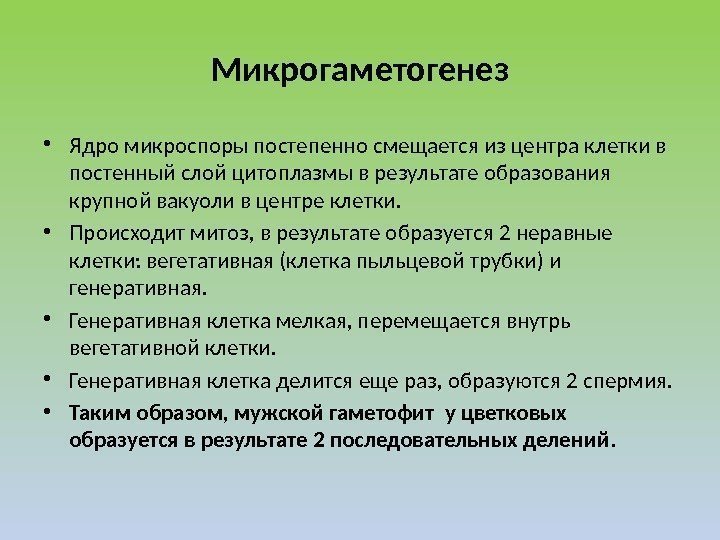 Микрогаметогенез • Ядро микроспоры постепенно смещается из центра клетки в постенный слой цитоплазмы в