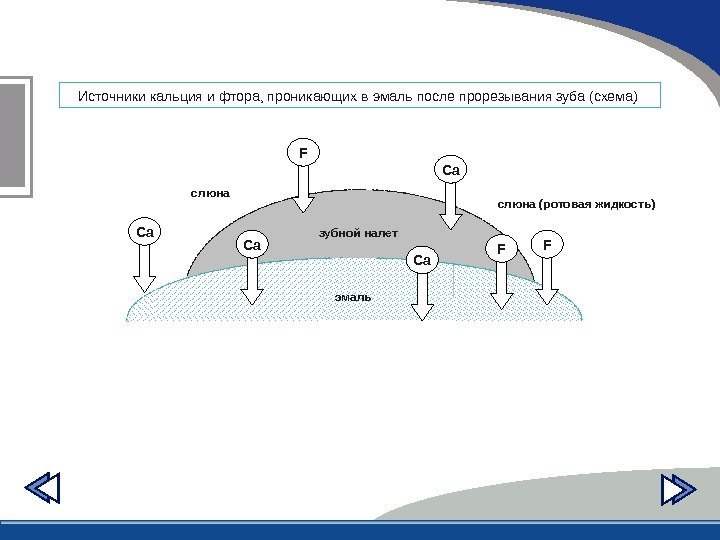 Источники кальция и фтора, проникающих в эмаль после прорезывания зуба (схема) эмальзубной налетслюна (ротовая