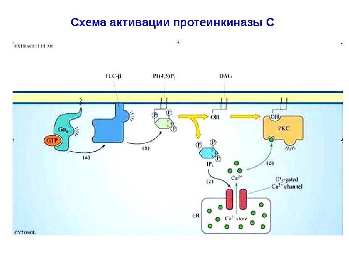 Схема активации протеинкиназы С 