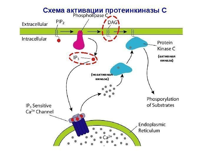Схема активации протеинкиназы С (неактивная киназа) (активная киназа) 