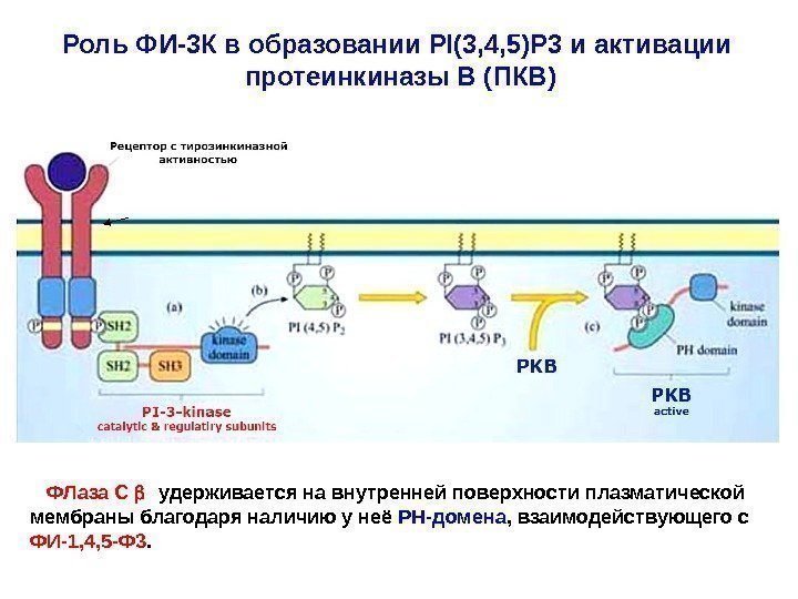 Роль ФИ-3 К в образовании PI(3, 4, 5)P 3 и активации протеинкиназы В (ПКВ)