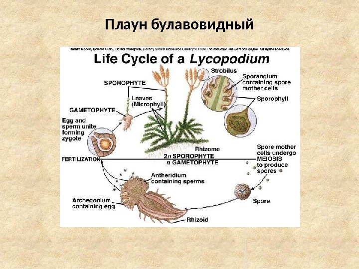 Плаун булавовидный 