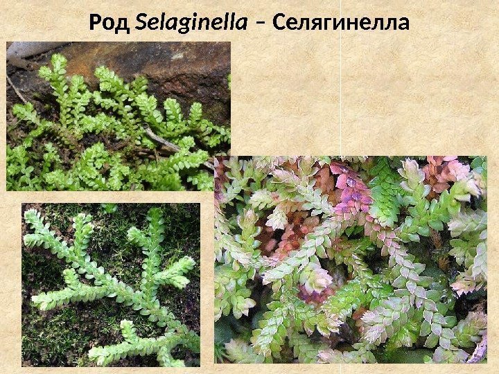 Род Selaginella – Селягинелла 