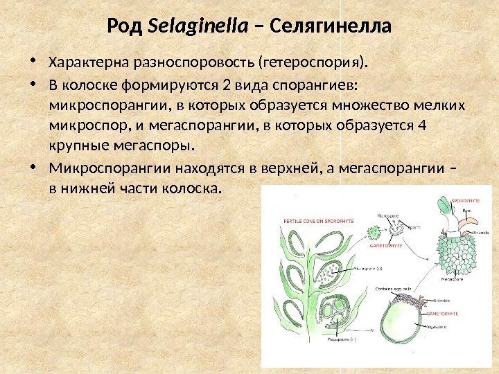 Род Selaginella – Селягинелла • Характерна разноспоровость (гетероспория).  • В колоске формируются 2